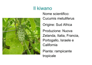 Kiwano - ipc Brunico