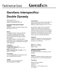 Garofano interspecifico Double Dynasty