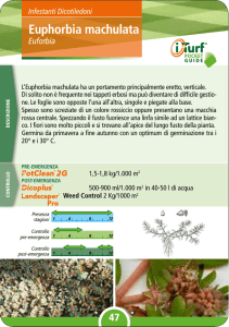 Euphorbia machulata