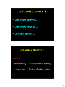 • Cichorium endivia L. • Cichorium intybus L. • Lactuca sativa L.