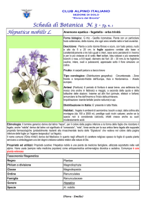 scheda n. 3 hepatica nobilis