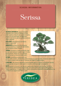 Serissa - Viridea