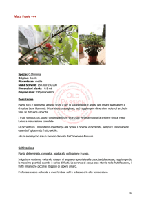 Mata - OldPassionPlant Coltivazione piante di peperoncino, erbe