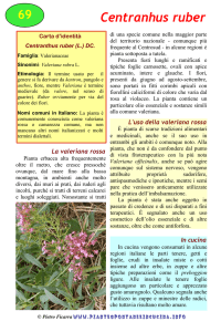 Centranthus ruber - piantespontaneeincucina.info