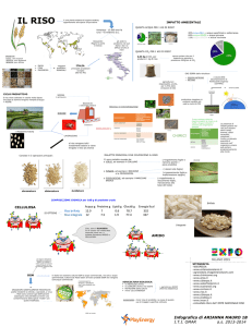 Infografica-riso-filiera-agricola-1