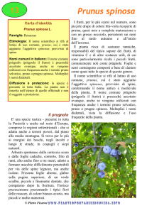 Prunus spinosa - Piante spontanee in cucina.info
