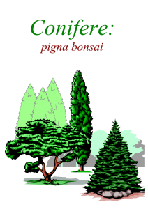Conifere: pigna bonsai ed altre esperienze di pratica sperimentale