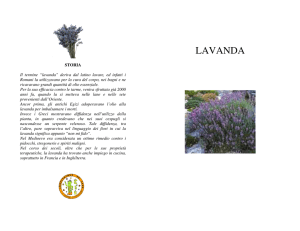 lavanda - COOPERATORI in ERBA