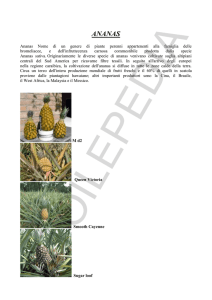 ananas - Etoilepedia