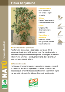 Ficus benjamina - Vigorplant