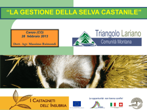 Gestione della selva castanile - Associazione Castanicoltori Lario