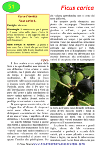 Ficus carica - piantespontaneeincucina.info