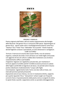 Ficus - Progetto CHOPIN