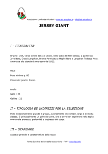 jersey giant - Ala Avicoltori