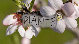 Piante - Suore Salesiane dei Sacri Cuori