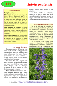 Salvia pratensis - piantespontaneeincucina.info