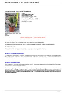 Opuntia microdasys 15 cm, cactus, pianta grassa