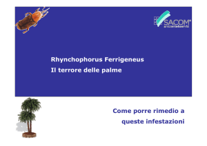 RHYNCHOPHORUS – il terrore delle palme