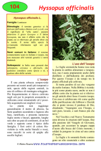 Hyssopus officinalis - piantespontaneeincucina.info