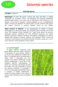 Satureja cuneifolia - piantespontaneeincucina.info