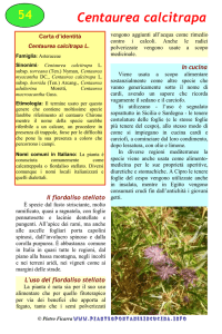 Centaurea calcitrapa - Piante spontanee in cucina.info