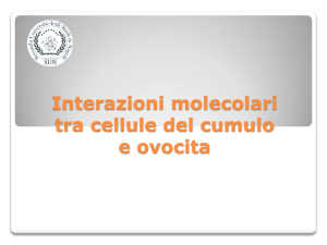 Interazioni molecolari tra cellule del cumulo e ovocita