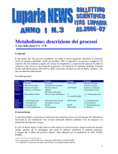 Metabolismo: descrizione dei processi