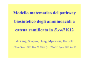 Modello matematico del pathway biosintetico degli amminoacidi a
