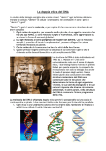 La doppia elica del DNA