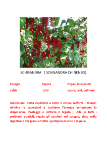 schisandra ( schisandra chinensis)