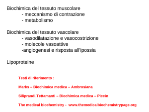 Contrazione e metabolismo muscolare
