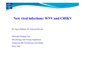 New viral infections: WNV and CHIKV