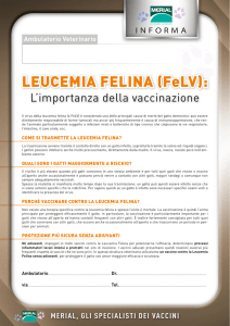 LEUCEMIA FELINA - Clinica veterinaria - Napoli