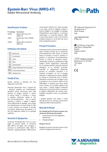 Epstein-Barr Virus (MRQ-47)