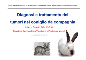 Diagnosi e trattamento dei tumori nel coniglio da compagnia