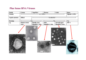 Plus Sense RNA Viruses