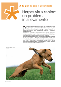 Herpes virus canino: un problema in allevamento