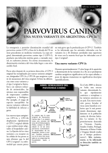 Informe parvovirus - MSD Salud Animal Argentina