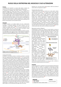 Ruolo della distrofina nel muscolo e sue alterazioni