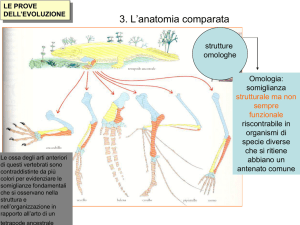 3. L`anatomia comparata