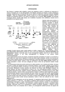 Cellule Nervose