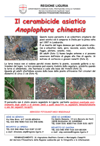 Anoplophora chinensis