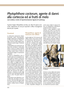 Phytophthora cactorum, agente di danni alla corteccia ed ai frutti di