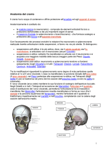 Anatomia del cranio