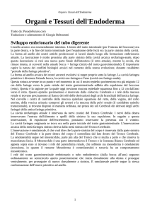 Organi e Tessuti dell`Endoderma