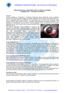 scarica scheda informativa - Ambulatorio Veterinario Trionfo