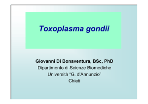 19a lezione - Toxoplasma gondii - Università degli Studi "G. d