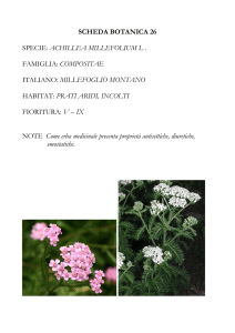 scheda botanica 26 specie: achillea millefolium l . famiglia