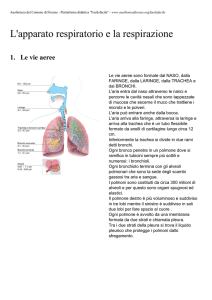 L`apparato respiratorio e la respirazione