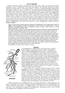 cnidari, idrozoi - Collegio San Giuseppe